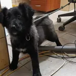 Znaleziono psa, Toruń, 6 lutego 2025