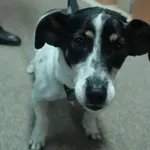 Znaleziono psa, Gdańsk, 8 lutego 2025