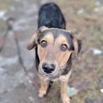 Pies do adopcji, Olsztyn, 27 stycznia 2025