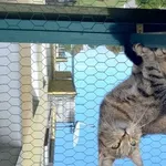 Zaginął kot, Łódź, 8 lutego 2025