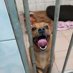 Znaleziono psa, Sosnowiec, 8 lutego 2025