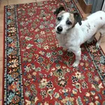 Znaleziono psa, Sosnowiec, 9 lutego 2025