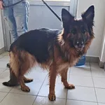 Znaleziono psa, Lublin, 9 lutego 2025