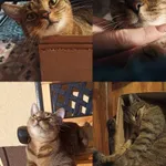 Zaginął kot, Łódź, 8 lutego 2025