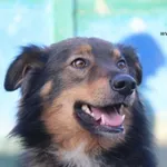 Pies do adopcji, Nowy Dwór Mazowiecki, 8 lutego 2025