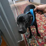 Znaleziono psa, Sosnowiec, 7 lutego 2025