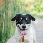 Znaleziono psa, Sosnowiec, 9 lutego 2025