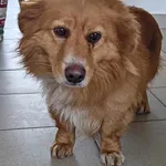 Znaleziono psa, Lublin, 9 lutego 2025