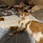 Zaginął kot, Łódź, 9 lutego 2025