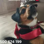 Zaginął pies, Jastrzębie-Zdrój, 9 lutego 2025