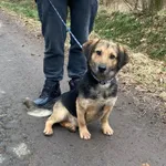 Pies do adopcji, gmina Platerówka, 7 lutego 2025