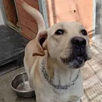 Znaleziono psa, Lublin, 9 lutego 2025