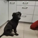 Pies do adopcji, Piła, 23 stycznia 2025