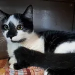 Znaleziono kota, Olsztyn, 9 lutego 2025