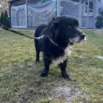 Pies do adopcji, Włocławek, 7 lutego 2025