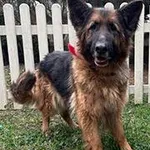 Znaleziono psa, Siedlce, 8 lutego 2025