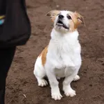 Znaleziono psa, Toruń, 26 stycznia 2025