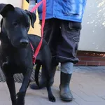 Znaleziono psa, Łódź, 9 lutego 2025