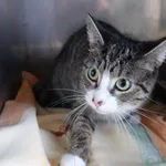 KOTKA PRZYWIEZIONA Z INTERWENCJI 10-02-2025