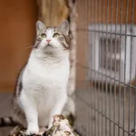 Kot do adopcji, Częstochowa, 9 sierpnia 2024