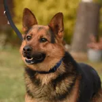 Pies do adopcji, Ropczyce, 10 lutego 2025