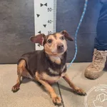 Znaleziono psa, Chełmek, 10 lutego 2025