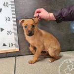 Znaleziono psa, Chełmek, 11 lutego 2025