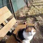 Znaleziono kota, Łódź, 10 lutego 2025