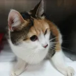 Znaleziono kota, Gdańsk, 11 lutego 2025