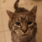 Kot do adopcji, Częstochowa, 14 kwietnia 2024