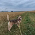 Zaginął pies, Gliwice, 12 lutego 2025