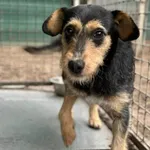 Szirlejka