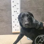 Znaleziono psa, Chełmek, 10 lutego 2025