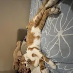 Zaginął kot, Łódź, 10 lutego 2025