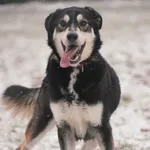 Znaleziono psa, Toruń, 8 grudnia 2024