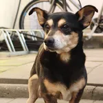 Znaleziono psa, Łódź, 11 lutego 2025