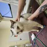 Kot do adopcji, Choszczno, 17 stycznia 2025