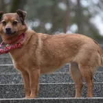 Znaleziono psa, Toruń, 4 stycznia 2025