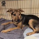 Znaleziono psa, Gdynia, 8 lutego 2025