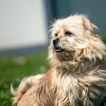 Znaleziono psa, Racławice, 7 lutego 2025