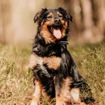 Elmo 616093902899661