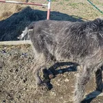 Znaleziono psa, Racławice, 7 lutego 2025