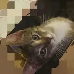 Zaginął kot, Moczydło, 12 lutego 2025