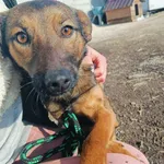 Znaleziono psa, Racławice, 7 lutego 2025