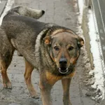 Pies do adopcji, Wałbrzych, 25 stycznia 2025