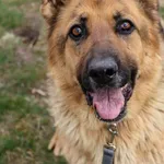 Pies do adopcji, Grudziądz, 17 stycznia 2025