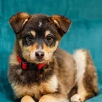 Pies do adopcji, Elbląg, 13 lutego 2025