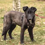 Znaleziono psa, Toruń, 26 stycznia 2025