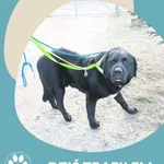 Znaleziono psa, Dąbrówka, 8 lutego 2025