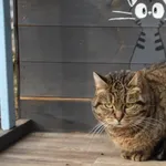 Kot do adopcji, Piła, 19 marca 2024